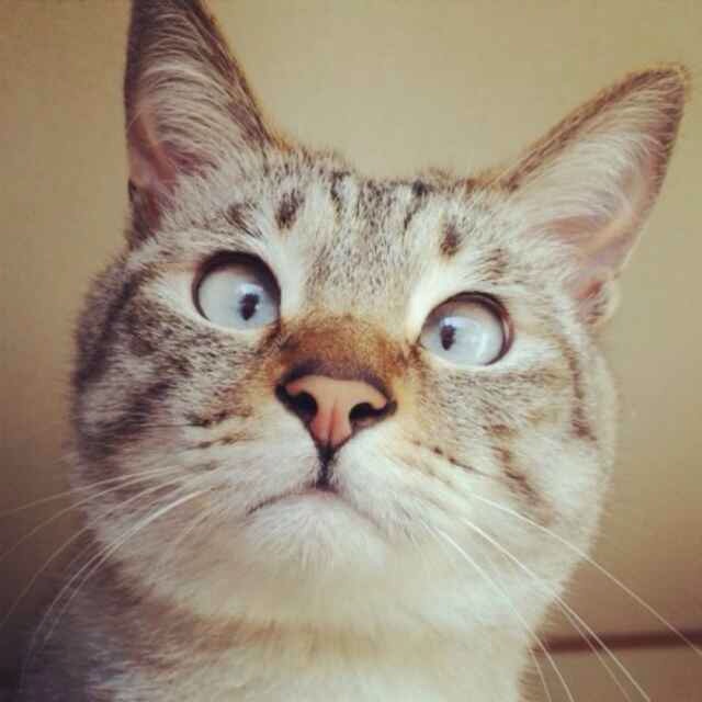 cat.jpg